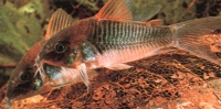 Aneus Catfish(Corydoras aneus) Scavenger orginating in South America, eats almost all foods. pH should be neutral to slightly alkaline, no aquarium salt added. Temp. 72-78F. Grows up to 3in.  Perfect community fish.