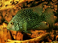 Texas Cichlid (Cichlasoma cyanguttatum) Known as one of the toughest fish, not sensitive to water conditions, usually eats any food offered, can grow up to 12 in. One of the more popular cichlids due to it's beauty and aggressiveness.