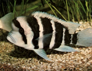 Frontosa Cichlid(Cyphotilapia frontosa) From Lake Tangyanyika, Africa. Usually peaceful. Hard,alkaline water and temp 76-80F, may reach 12 in. or more in length. One of the more interesting African Cichlids.