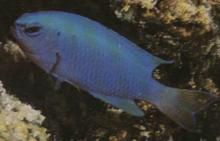 Blue Devil(pomacentius coelestis)