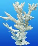 WORLDWIDE IMPORTS GENUINE BRANCH CORAL ON BASE