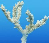 WORLDWIDE IMPORTS GENUINE BRANCH CORAL
