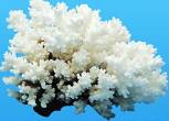 WORLDWIDE IMPORTS GENUINE CLUSTER CORAL