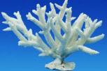 WORLDWIDE IMPORTS GENUINE STAGHORN ON BASE CORAL