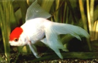 Fancy Goldfish(Carassius auratus) Need clean well aerated water to survive,temp. 50-70F. Usually eat any food offered, but do not overfeed this one. There are many strains available. One of the oldest fish in the hobby.