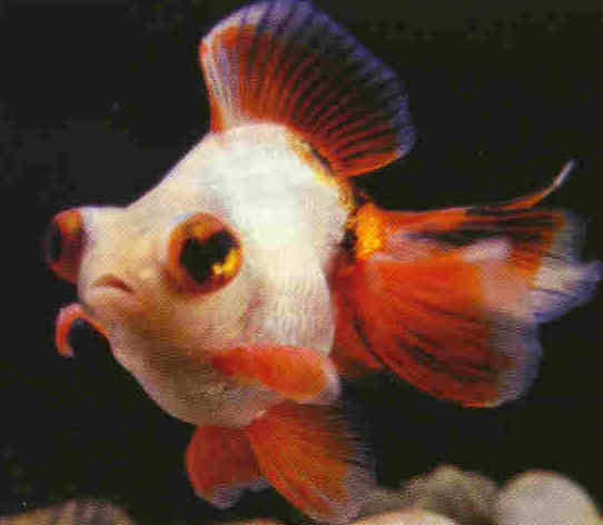 Red and White Goldfish