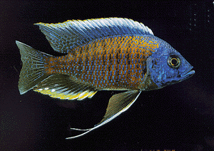 African cichlids are hardy but require specific water conditions.